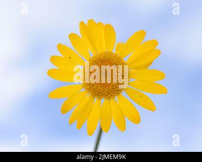 Cota tinctoria goldene marguerite gelbe Blume Nahaufnahme auf blauem Himmel Hintergrund Stockfoto