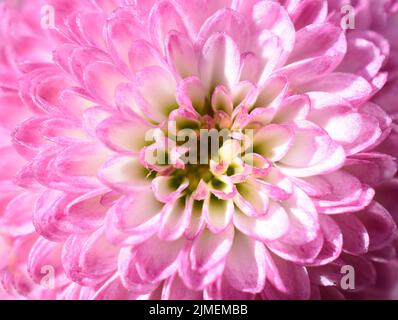 Extreme Nahaufnahme auf rosa Chrysantheme Blume Stockfoto