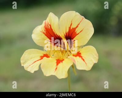 Rote und gelbe Blume des Gartens nasturtium Tropeolum majus Stockfoto