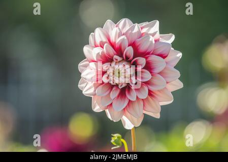 Dahlia „Lavender Perfection“ Stockfoto