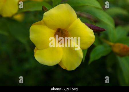 Schöne Blüte Gelbe allamanda cathartica Blume im Gartenbaum Stockfoto