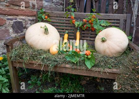 Kürbis, Dekoration auf einer Holzbank mit gelben Zucchini und orange blühender Physalis Stockfoto