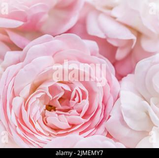 Weicher Fokus, abstrakter floraler Hintergrund, blassrosa Rosen. Makro Blumen Hintergrund für Urlaub Marke Design Stockfoto