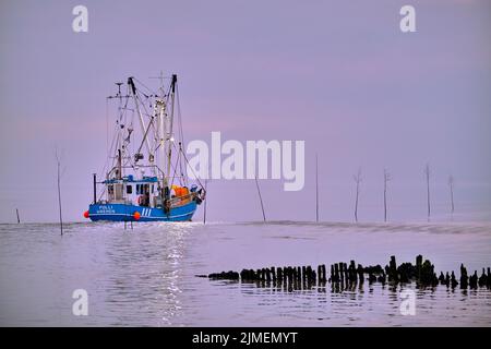 Ein Garnelenschneider im Hafen Spieka-Neufeld an der Küste der Wurster Nordsee. Stockfoto