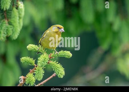 Ein männlicher europäischer Grünfink ruht auf dem Ast einer Fichte / Chloris chloris Stockfoto