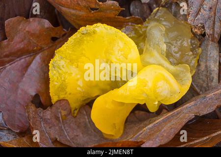 Goldgelbpilz liegt zwischen Laub - (Gelbes Gehirn) / Tremella mesenterica Stockfoto