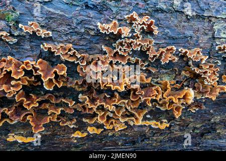 Behaarte Curtain Crust/Stereum hirsutum Stockfoto