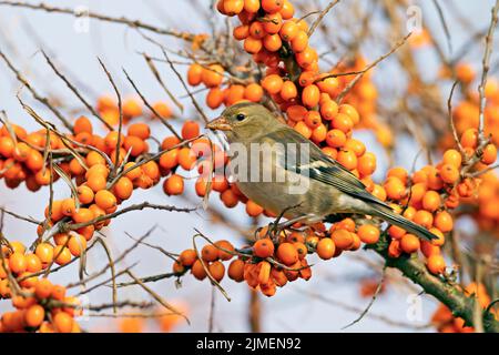 Gewöhnliches Chaffinch Weibchen im Sanddorn / Fringilla coelebs Stockfoto