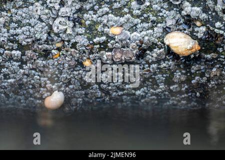 Hundewelk und Common Rock Seepocken an der dänischen Nordseeküste / Nucella lapillus Stockfoto