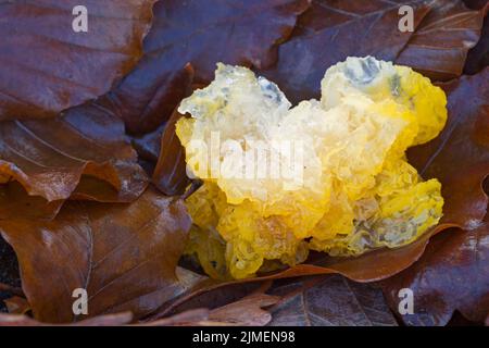 Goldgelbpilz liegt zwischen Laub - (Gelbes Gehirn) / Tremella mesenterica Stockfoto