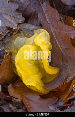 Goldgelbpilz liegt zwischen Laub - (Gelbes Gehirn) / Tremella mesenterica Stockfoto