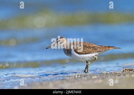 Gewöhnlicher Sandpiper am Waschrand auf der Suche nach Nahrung / Actitis hypoleucos Stockfoto