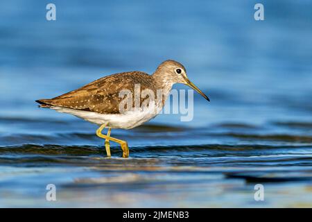 Gewöhnlicher Sandpiper am Waschrand auf der Suche nach Nahrung / Actitis hypoleucos Stockfoto