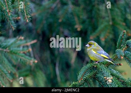 Ein männlicher europäischer Grünfink ruht auf dem Ast einer Fichte / Chloris chloris Stockfoto