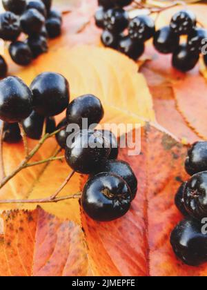 Schwarze Aronia-Beeren auf gelben Herbstblättern Stockfoto