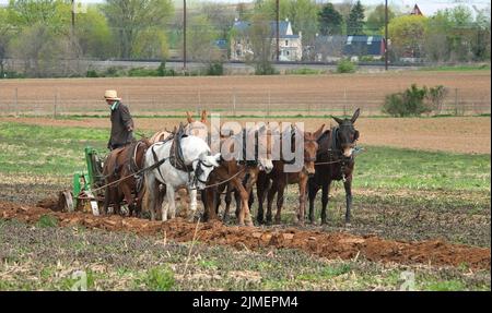 Blick auf einen Amish man, der Felder mit 8 Pferden pflügt Stockfoto