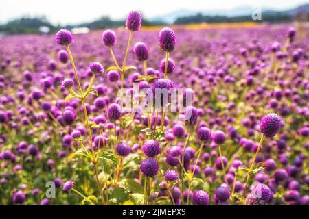 Feld von violetten Globus Amaranth Stockfoto
