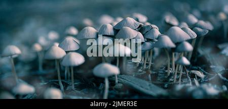 Eine Pilzkolonie wächst aus verfaultem Holz-Treibholz im Wald. Stockfoto