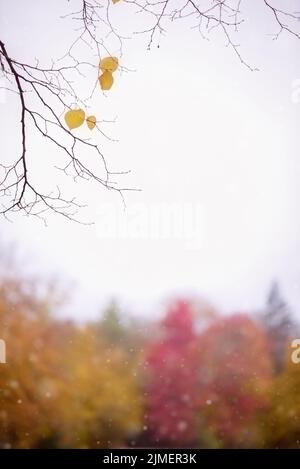 Schöner Zweig mit gelben Blättern im Spätherbst mit bunten Bäumen im Hintergrund Stockfoto