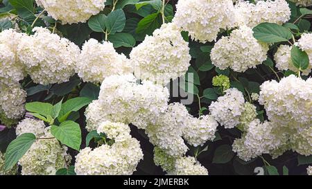 Weißer Garten Hortensien blüht im Sommergarten Stockfoto