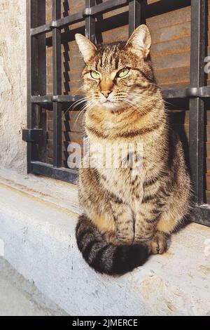 Katze, die vor einem alten Haus in der Sonne sitzt, senkrecht Stockfoto