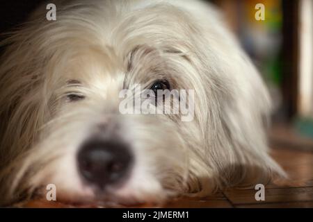 Hund liegt auf dem Boden. Maulkorb des Hundes. Das Tier zu Hause ist gelangweilt. Haustiere im Apartment. Stockfoto