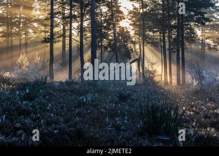 Die ersten Strahlen der Morgensonne kämpfen sich durch den Nebel in einem Wald Stockfoto