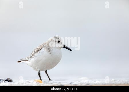 Ein Sanderling steht am Strand / Calidris alba Stockfoto