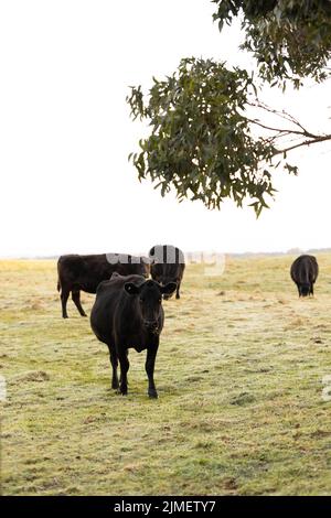 Eine schwarze Kuh, die unter Eukalyptusvegetation in einem australischen Landpappdock steht, mit anderen Kühen im Hintergrund Stockfoto