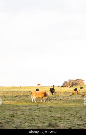 Eine Kuh in einem australischen Landvordock mit Kopieplatz oben Stockfoto