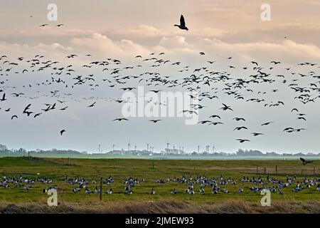 Barnacle Gänse / Weißwangengänse (Branta leucopsis). Stockfoto