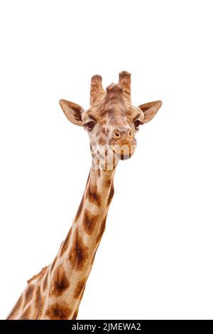 Nahaufnahme des Giraffenkopfes isoliert auf Weiß Stockfoto