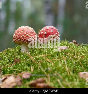 Im Herbst wächst der Toadstool (Amanita muscaria) auf dem Waldboden Stockfoto