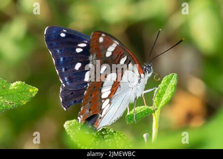 Vanessa cardui malte Dame Schmetterling auf einem grünen Blatt. Nahaufnahme. Stockfoto