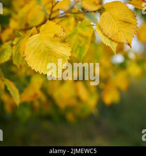 Blätter einer europäischen weißen Ulme (Ulmus laevis) mit Herbstfarbe im Wald mit Platz für Text Stockfoto