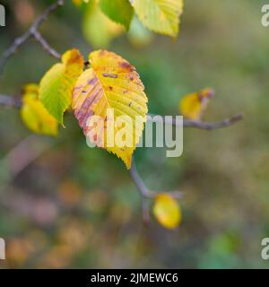 Blätter einer europäischen weißen Ulme (Ulmus laevis) mit Herbstfarbe im Wald mit Platz für Text Stockfoto