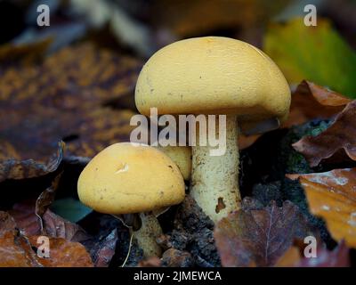 Golden Bootleg oder Golden Cap (Phaeolepiota aurea) Stockfoto