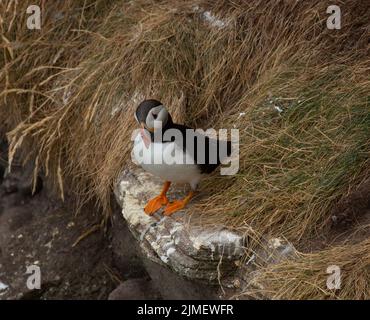 Puffin Stockfoto