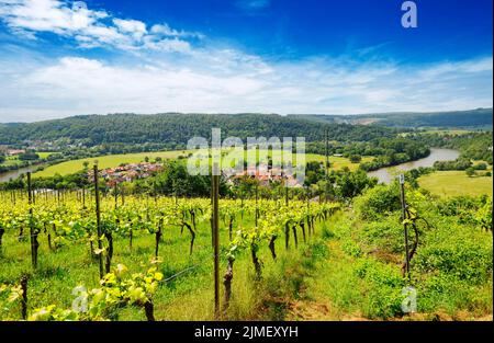 Neckartal, Blick vom Michelsberg, Gundelsheim, Baden-WÃ¼rttemberg in Deutschland, Europa Stockfoto