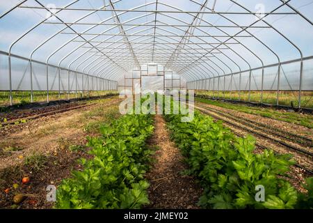 Lange Reihen von Sellerie im Gartengewächshaus mit Bewässerung Stockfoto