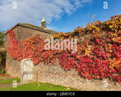 Wunderschöne Herbstszene eines Landhauses in West Yorkshire, England, mit einer Ziegelwand, die mit roten Herbstblättern bedeckt ist. Stockfoto