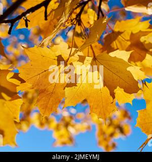 Blätter eines Norwegenahorns (Acer platanoides) mit herbstgelber Färbung im Rücklicht Stockfoto