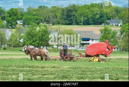 Amish man erntete seine Ernte, die von Pferden gezogen wurde Stockfoto