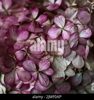 Hintergrund aus lila Blüten. Hortensien oder Hortensien blühen im Herbst. Stockfoto