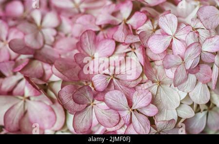 Hintergrund aus rosa Blumen. Hortensien oder Hortensien blühen im Herbst. Stockfoto