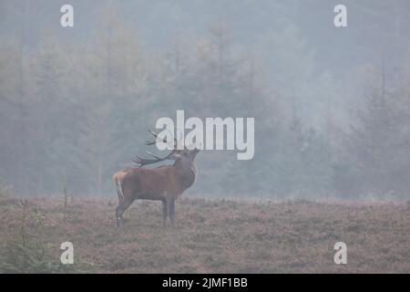 Das Geweih des Rothirsches ist nicht nur eine beeindruckende Kopfbedeckung und Waffe Stockfoto