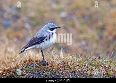 Nördliches Wheatear-Männchen in seinem schwedischen Zuchtbereich / Oenanthe oenanth Stockfoto