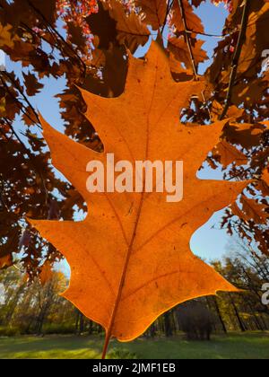 Die Nahaufnahme eines orangefarbenen Blattes, das im Wind steht, das Blatt scheint durch die Sonne, der Herbst ist in vollem Gange Stockfoto