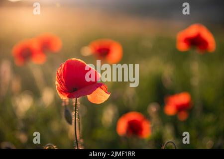 Wild Mohn Feld - Waffenstillstand oder Gedenktag Hintergrund Stockfoto