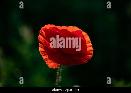 Wild Mohn Feld - Waffenstillstand oder Gedenktag Hintergrund Stockfoto